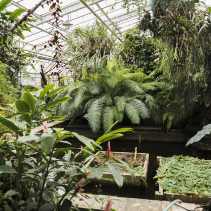 Green walls & Greenery