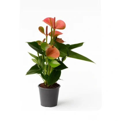 anthurium-pot-14-cm