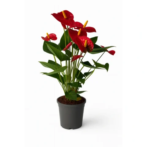 Anthurium Pot (24 cm)