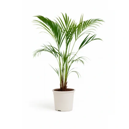 areca-palm-in-white-pot