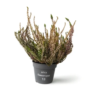 Arica Pot 13 - Artificial Heather