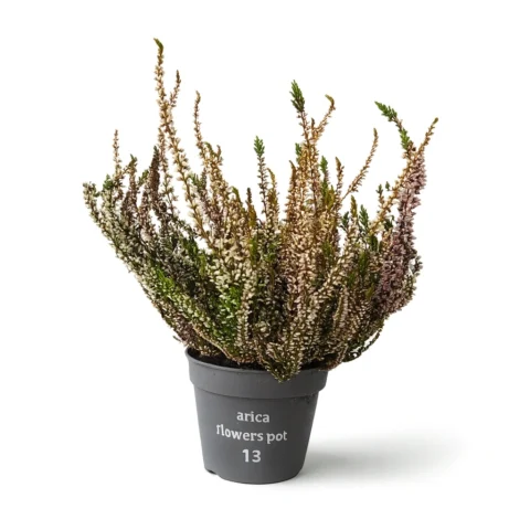 Arica Pot 13 - Artificial Heather