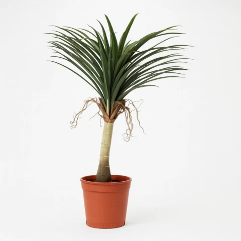 Artificial Dracaena in Pot