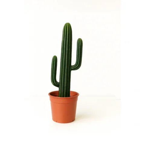 Column Cactus in Terracotta Pot