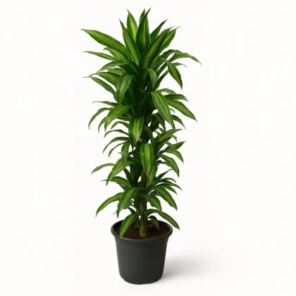 dracaena-fragrans-corn-plant-tall-indoor-green-plant