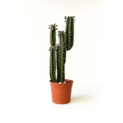 Euphorbia Trigona Cactus in Pot