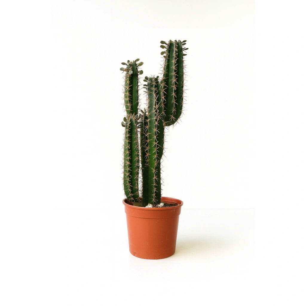 Euphorbia Trigona Cactus in Pot
