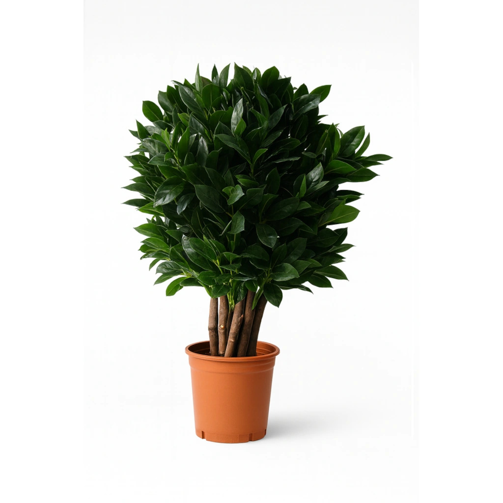 Ficus Compacta Plant