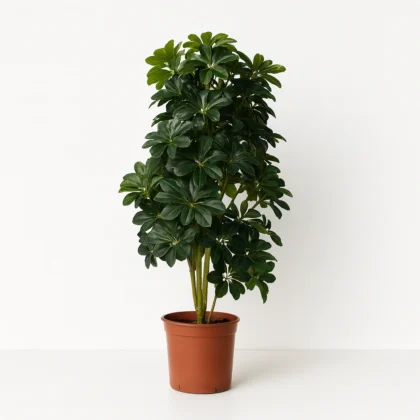 Green Schefflera Plant in Pot