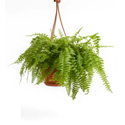 hanging-boston-fern-lush-green-plant