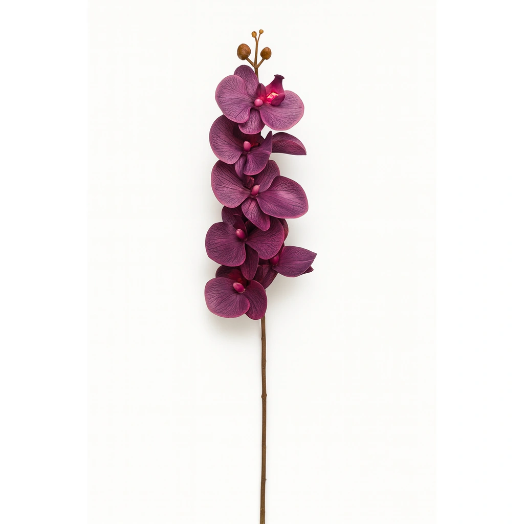 Magenta Orchid Stem
