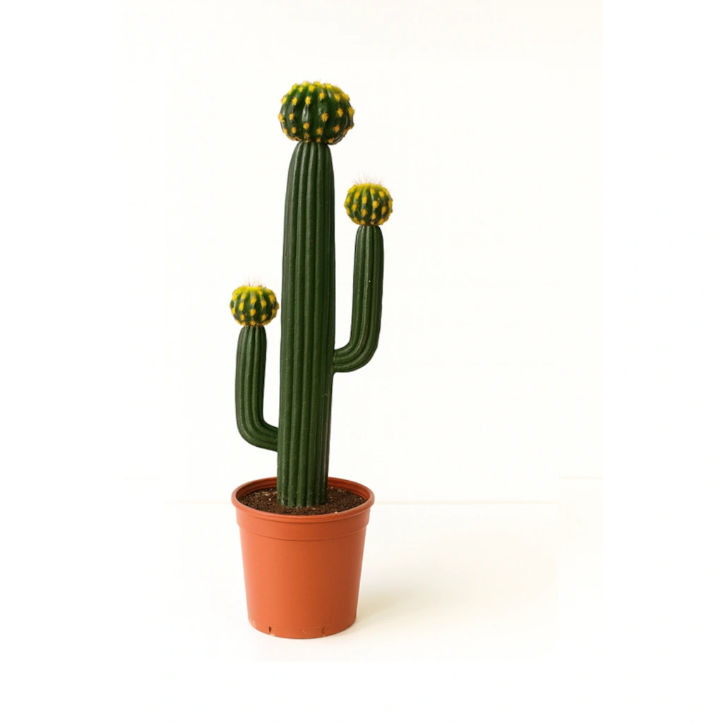 Multi-Headed Grafted Cactus in Pot