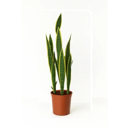 Sansevieria Plant in Pot