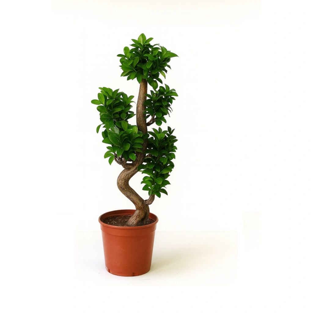 Spiral-Trunk Ficus Bonsai Tree for Elegant Decor