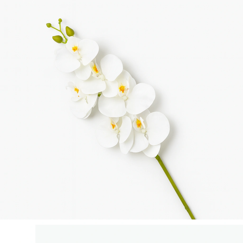 White Orchid Stem