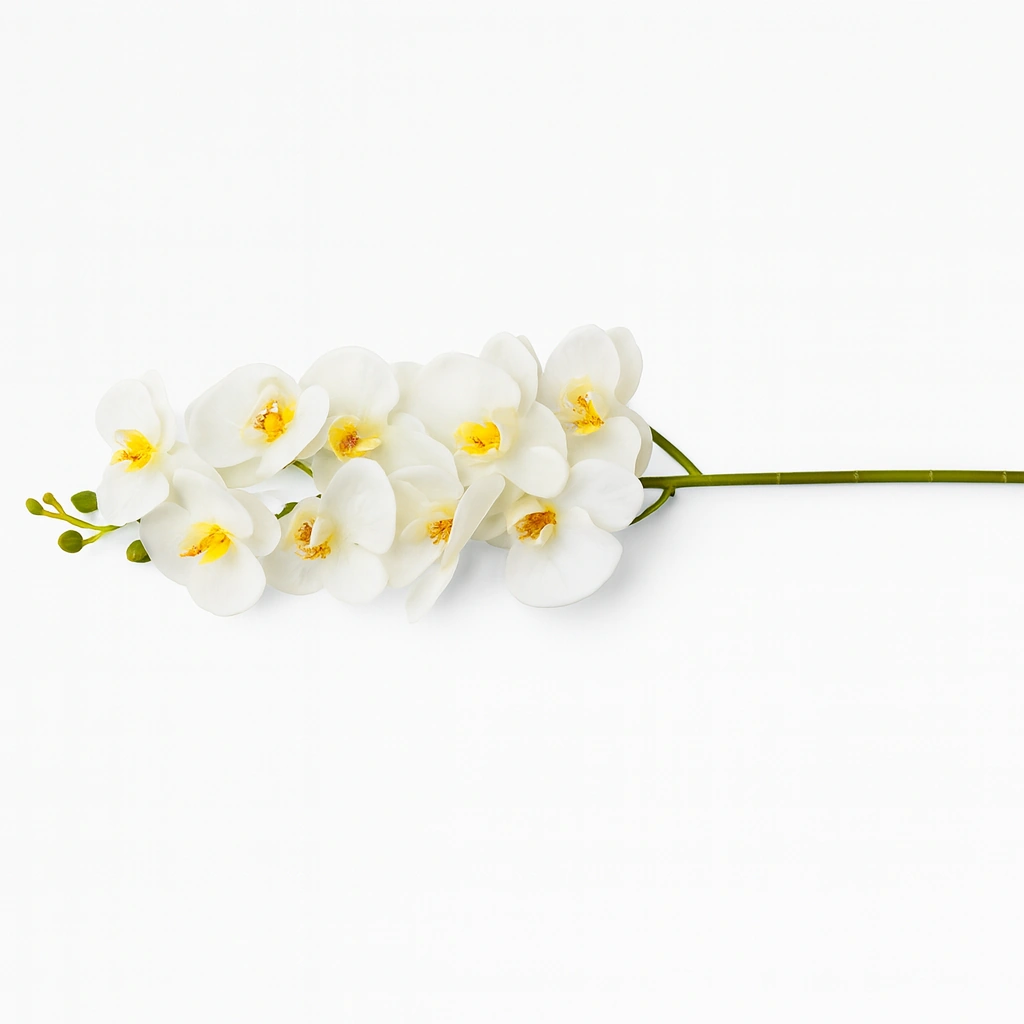 White Orchid Stem