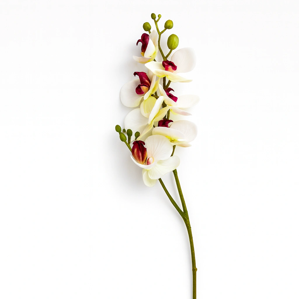 White Orchid with Pink Centers