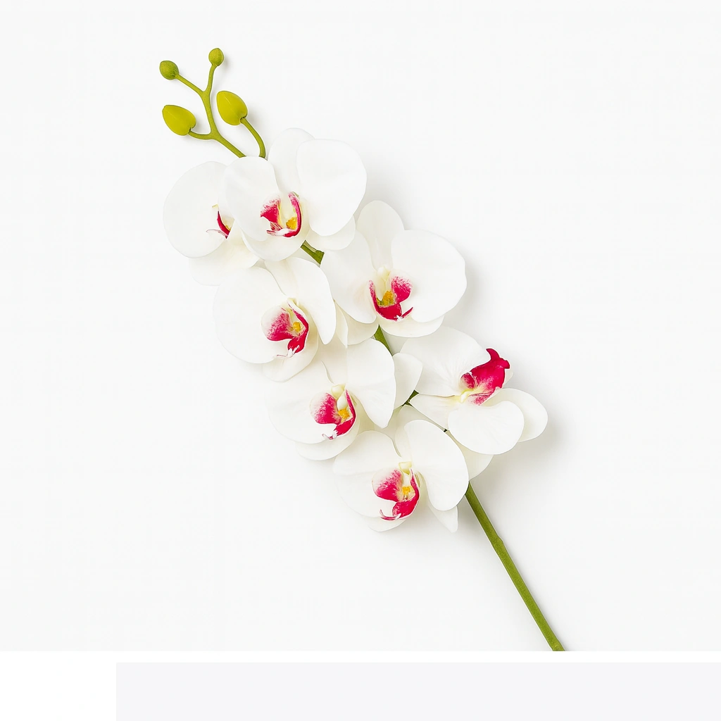 White Orchid with Pink Centers