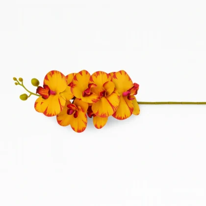 Yellow Orchid Stem