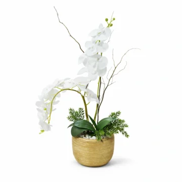 Elegant White Phalaenopsis Orchid in Natural Stone Pot