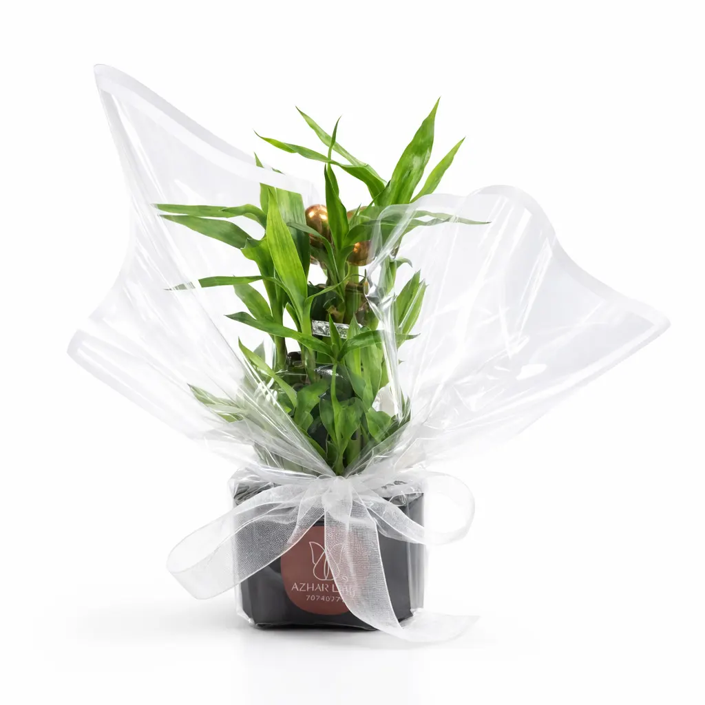 Lucky Bamboo (Dracaena sanderiana)