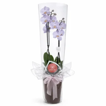 Orchid Elegance Collection