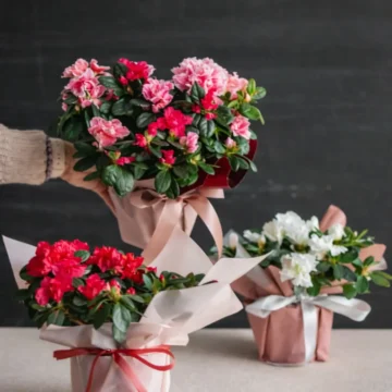 Plants for Mothers Day