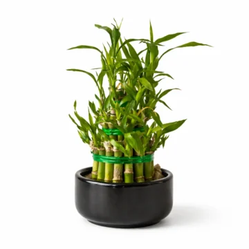 Lucky Bamboo (Dracaena sanderiana)