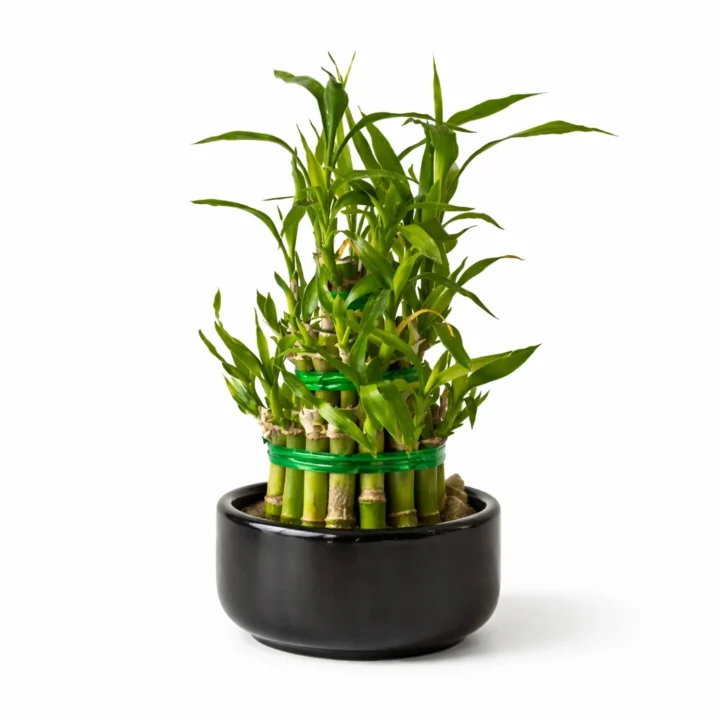 Lucky Bamboo (Dracaena sanderiana)