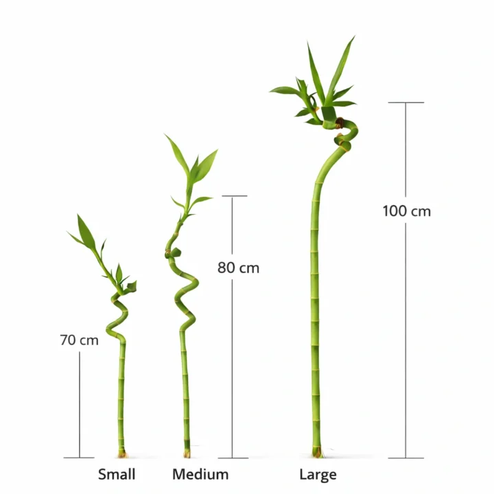 Lucky Bamboo - Image 2