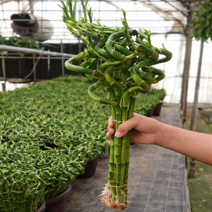 Lucky Bamboo - Image 3