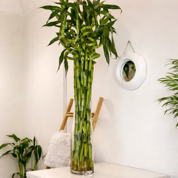 Lucky Bamboo - Image 4
