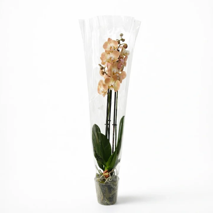 Orchid Elegance Collection