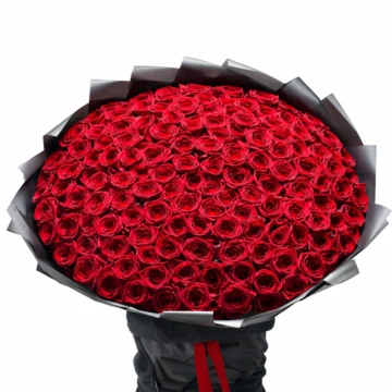 Red Velvet - 300 Roses