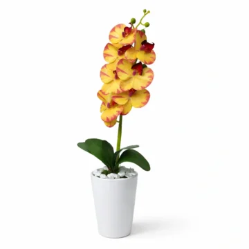 Single-Stem Phalaenopsis Orchid Collection in Modern Pots