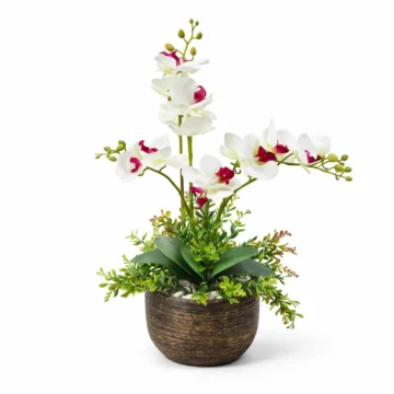 White Phalaenopsis Orchid Arrangement in Rustic Pot