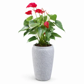 Anthurium Plant In White Fiber Pot