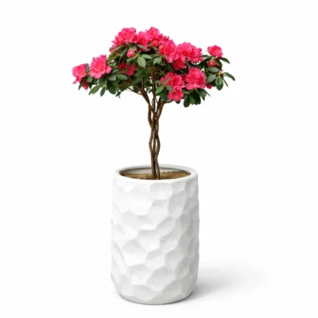 Azalea Tree in White Fiber Pot