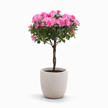 Azalea in White Fiber Pot