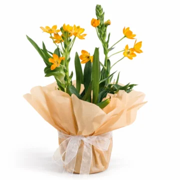 Billy Button (Craspedia) Flowering Plant