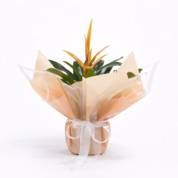 Bird of Paradise Plant (Orange)