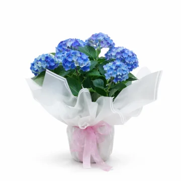 Blue & Pink Hydrangea Plant