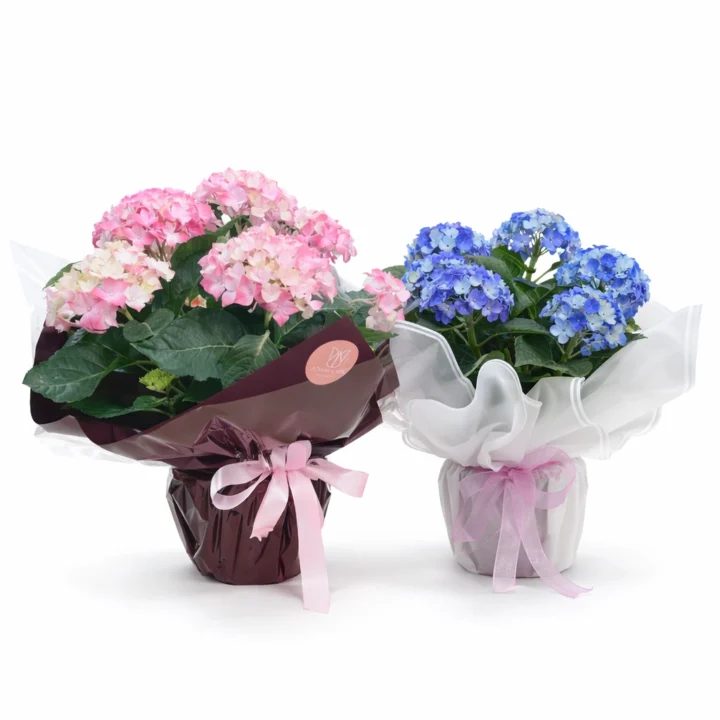 Blue & Pink Hydrangea Plant - Image 2