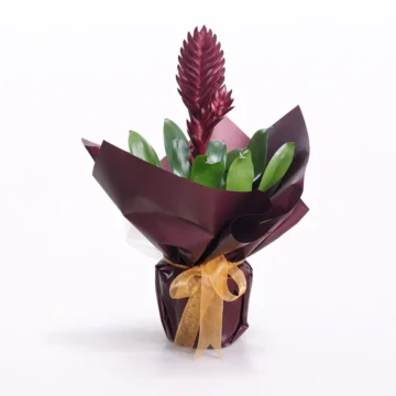 Bromeliad Plant (Red / Pink)