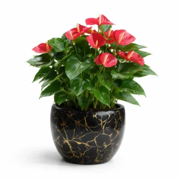 3 Red Anthurium in Porcelain Pot
