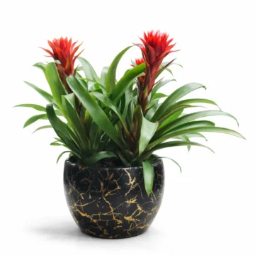 4 Red Guzmania in Porcelain Pot