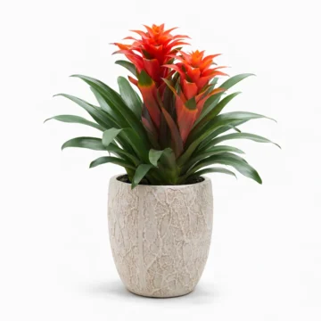 4 Guzmania in White Fiber Pot