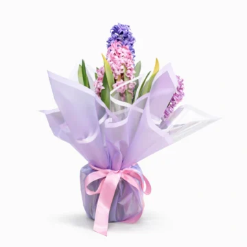 Hyacinth (3 Bulbs)