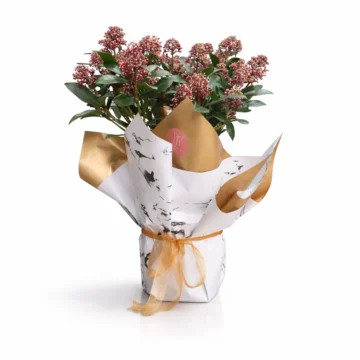 Kalanchoe Flowering Plant