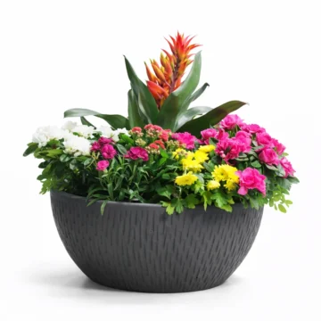 Mixed Flower Plants in Fiber Pot (2 Azalea, 1 Chrysanthemum, 1 Kalanchoe, 1 Carnation, 1 Aechmea)